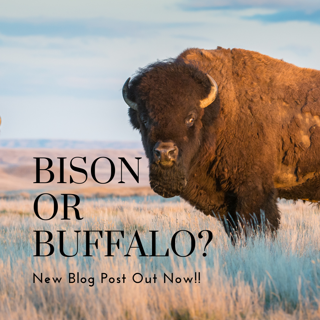 Buffalo or Bison What's The Deal North America?