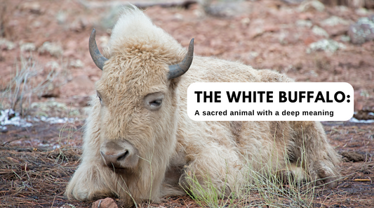 The White Buffalo: A sacred animal with a deep meaning